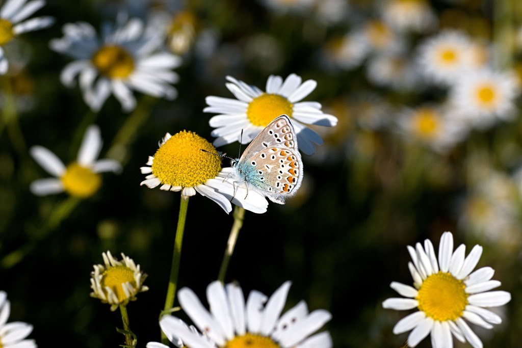 nationaal park de groote peel grote natuurgebied natuur hdr brabant limburg staatsbosbeheer turf veen heide hei bos bossen